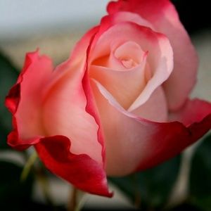 Meet your Posher, Lillian